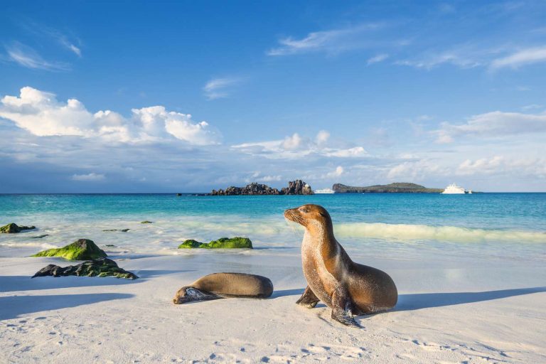 Best Galapagos Travel Agency Your Expert Guide