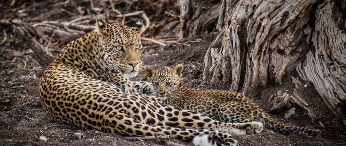 Best luxury african safari companies